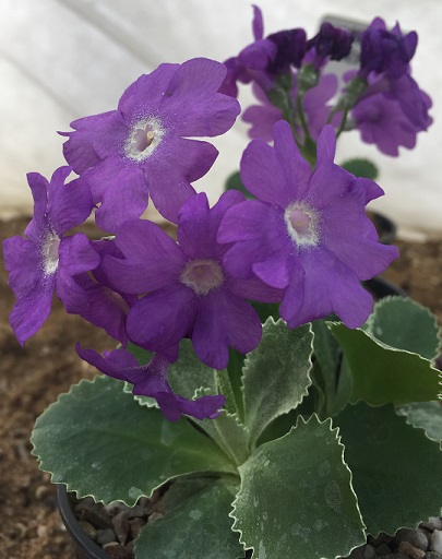 Primula marginata 'Pritchards Variety'